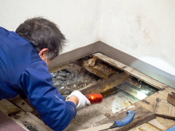 Best Toxic Mold Removal  in Brownwood, TX